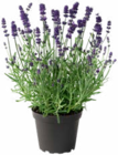 Lavendel im aktuellen Prospekt bei Hagebaumarkt in Ebersdorf