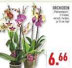 Aktuelles Orchideen 'Phalaenopsis' Angebot bei Marktkauf in Essen ab 6,66 €