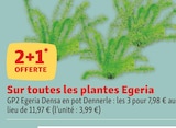 2+1 offerte sur toutes les plantes egeria en promo chez Maxi Zoo Versailles