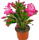 Weihnachtskaktus im Angebot bei REWE in Kirchheim Weihnachtskaktus Angebote von REWE Beste Wahl bei REWE Kirchheim für 2,29 €