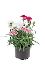 Aktuelle Blumen Angebote bei Lidl in Berlin Aktuelles Dianthus Trio Angebot bei Lidl in Berlin ab 2,99 €