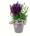 toom Baumarkt Konstanz - Sommerblumen-Trio Angebot im Prospekt Sommerblumen-Trio bei toom Baumarkt im Konstanz Prospekt für 9,99 €