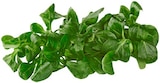 REWE Spardorf - Bio Feldsalat Angebot im Prospekt Bio Feldsalat bei REWE im Spardorf Prospekt für 1,19 €
