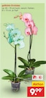 gefärbte Orchidee für 9,99 € bei Netto Marken-Discount im Angebot gefärbte Orchidee im aktuellen Netto Marken-Discount Prospekt