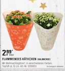 FLAMMENDES KÄTHCHEN (KALANCHOE) Angebote bei OBI Neuss für 2,99 €