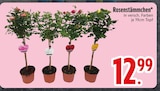 Rosenstämmchen  im aktuellen EDEKA Prospekt für 12,99 €