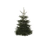 Sapin de Noël Nordmann 150-180 cm + bûche en promo chez Brico Dépôt Sapin de Noël Nordmann 150-180 cm + bûche dans le catalogue Brico Dépôt