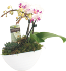 Bepflanzte Schale von  im aktuellen V-Markt Prospekt für 16,99 €