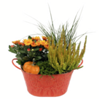 Herbstarrangement im Angebot bei toom Baumarkt in Wiesbaden Herbstarrangement Angebote bei toom Baumarkt Wiesbaden für 15,99 €