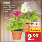 Gerbera bei Netto Marken-Discount im Coswig Prospekt für 2,99 €