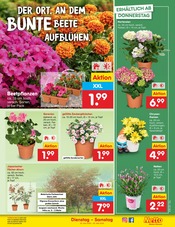 Ähnliche Thuja Angebote im Prospekt "Aktuelle Angebote" von Netto Marken-Discount in Gera Ähnliche Angebote wie Thuja im Prospekt "Aktuelle Angebote" auf Seite 9 von Netto Marken-Discount in Gera