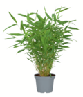 Gartenbambus Angebote bei toom Baumarkt Stendal für 15,99 €