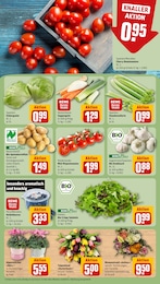 REWE Salat im Prospekt 