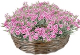 Nelke Dianthus "Pink Kisses" für 1,99 € bei Thomas Philipps im Angebot Nelke Dianthus "Pink Kisses" im aktuellen Thomas Philipps Prospekt