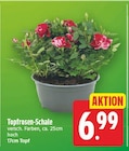 Topfrosen-Schale im aktuellen E center Prospekt