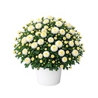 Chrysanthème pomponette - Carrefour à Athis-Mons Chrysanthème pomponette en promo chez Carrefour Athis-Mons à 3,89 €