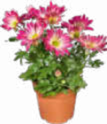zweifarbige Chrysantheme von  im aktuellen Netto Marken-Discount Prospekt für 1,99 €