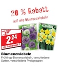 Frühlings-Blumenzwiebeln im Angebot bei bauSpezi in Erlangen Frühlings-Blumenzwiebeln Angebote bei bauSpezi Erlangen für 2,24 €