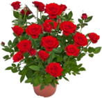 Kaufland - Rose Angebot im Prospekt Rose bei Kaufland im Prospekt "" für 2,79 €