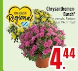 Chrysanthemen-Busch im Angebot bei EDEKA in Augsburg Chrysanthemen-Busch Angebote von Von Herzen Regional bei EDEKA Augsburg für 4,44 €