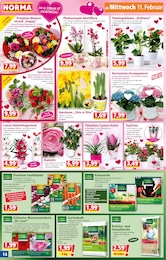 Norma Kamelien im Prospekt 