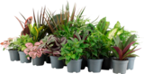 MINI PLANTES VERTES - SANS MARQUE en promo chez Auchan Hypermarché Metz à 1,99 €