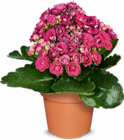 Mini Blühpflanzen im Angebot bei Netto Marken-Discount in Lingen Mini Blühpflanzen Angebote bei Netto Marken-Discount Lingen für 1,19 €