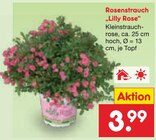 Rosenstrauch im aktuellen Netto Marken-Discount Prospekt für 3,99 €