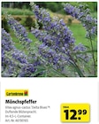 Mönchspfeffer bei Hagebaumarkt im Gifhorn Prospekt für 12,99 €