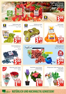 Tulpen im Marktkauf Prospekt "Top Angebote" mit 36 Seiten (Hamburg)