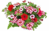 Angebot im Hagebaumarkt Meschede (Kreis- und Hochschulstadt) Prospekt Hagebaumarkt Meschede (Kreis- und Hochschulstadt) Prospekt mit im Angebot für 3,49 €