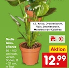 Yucca Angebote bei Netto Marken-Discount Grevenbroich für 12,99 €