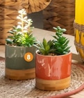 Promo Lot de 3 succulentes pots en céramique à 4,99 € dans le catalogue B&M à Linas