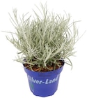 Aktuelles Silberne Strukturpflanze Angebot bei Penny in Jena ab 1,99 €