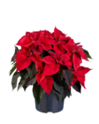 Großer Weihnachtssternbusch im Angebot bei Lidl in Frankenthal Großer Weihnachtssternbusch Angebote bei Lidl Frankenthal für 7,99 €