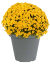 ZG Raiffeisen - Freiland-Chrysantheme Angebot im Prospekt Freiland-Chrysantheme bei ZG Raiffeisen im Prospekt "" für 8,99 €