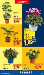 Offre Rosier dans le catalogue Lidl du moment à la page 33