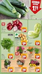 Kaktus Angebot & Preis im aktuellen REWE Prospekt Kaktus Angebot im aktuellen REWE Prospekt auf Seite 7