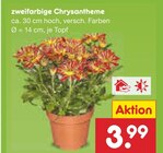 Zweifarbige Chrysantheme im Angebot bei Netto Marken-Discount in Rottenburg Zweifarbige Chrysantheme Angebote bei Netto Marken-Discount Rottenburg für 3,99 €