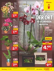 Aktueller Netto Marken-Discount Prospekt mit Zimmerpflanzen, "Aktuelle Angebote", Seite 25