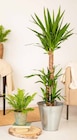 Palmenlillie Yucca im Angebot bei Garten-Center Nordharz GmbH & Co. KG in Gifhorn Palmenlillie Yucca Angebote bei Garten-Center Nordharz GmbH & Co. KG Gifhorn für 29,99 €