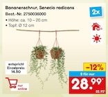 Bananenschnur, Senecio radicans für 28,99 € bei Netto Marken-Discount im Angebot Bananenschnur, Senecio radicans im aktuellen Netto Marken-Discount Prospekt