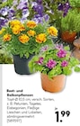 Beet- und Balkonpflanzen im Angebot bei BayWa Bau- und Gartenmärkte in Würzburg Beet- und Balkonpflanzen Angebote bei BayWa Bau- und Gartenmärkte Würzburg für 1,99 €