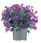 toom Baumarkt Barntrup - Glockenblume Angebot im Prospekt Glockenblume bei toom Baumarkt im Barntrup Prospekt für 4,99 €