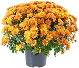 Aktuelle Blumen Angebote bei REWE in Jena Aktuelles Chrysanthemenbusch XL Angebot bei REWE in Jena ab 4,99 €