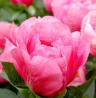 Rosier en promo chez Truffaut Rosier dans le catalogue Truffaut