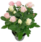 Rose im aktuellen Kaufland Prospekt
