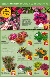 Aktueller REWE Prospekt mit Pflanzen, "Dein Markt", Seite 12