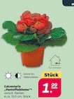 Calceolaria "Pantoffelblume" bei Netto mit dem Scottie im Weißenfels Prospekt für 1,99 €