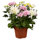 Chrysantheme mix couleur - Lidl à Puteaux Chrysantheme mix couleur en promo chez Lidl Puteaux à 4,79 €